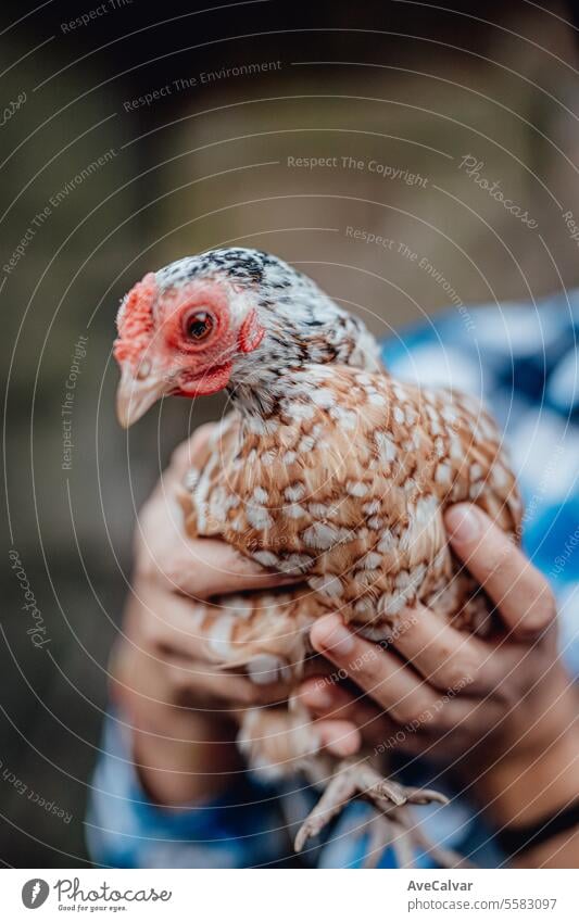 Outdoors chicken farm, chicken feeding, rural concept work senior woman harvesting greenhouse livestock free pet farming outside feather village head rooster