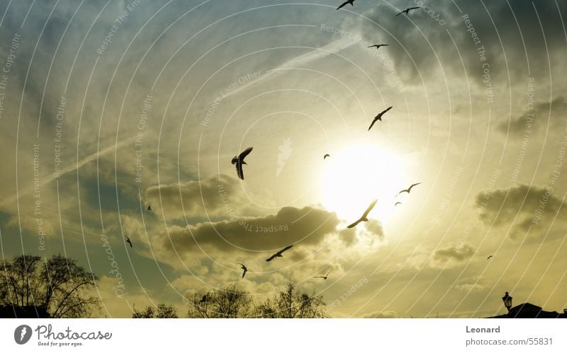 birds Clouds Light Sunset Yellow Bird Tree Sky cloud