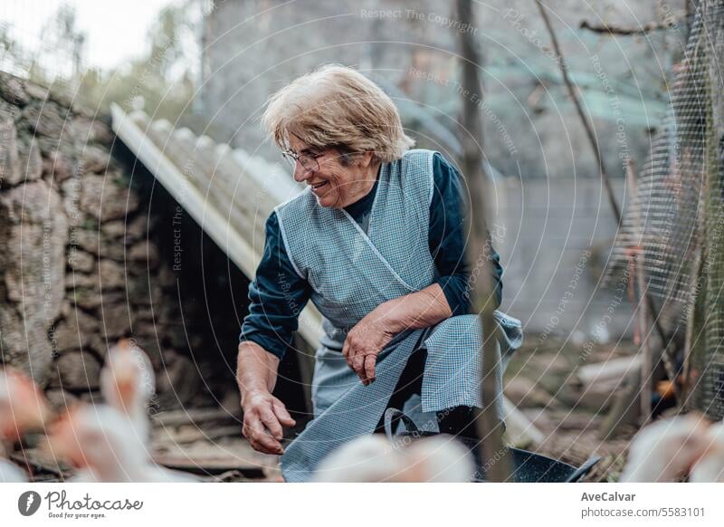 Senior woman working on a farm feeding chickens. Rural work, Elderly farmer person smiling in camera harvesting greenhouse farming grandma older pensioner