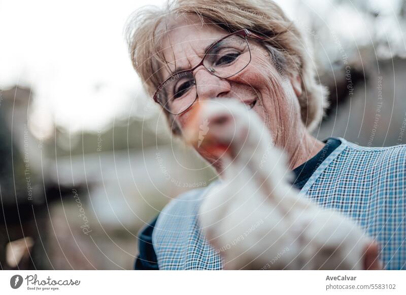 Senior woman working on a farm feeding chickens. Rural work, Elderly farmer person smiling in camera harvesting greenhouse farming older wrinkled pensioner