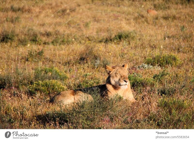 satisfied lioness Lioness Big cat big cat predator Cat Animal Animal portrait Wild animal Nature animal world Wilderness Steppe bush Grassland African bush Sun