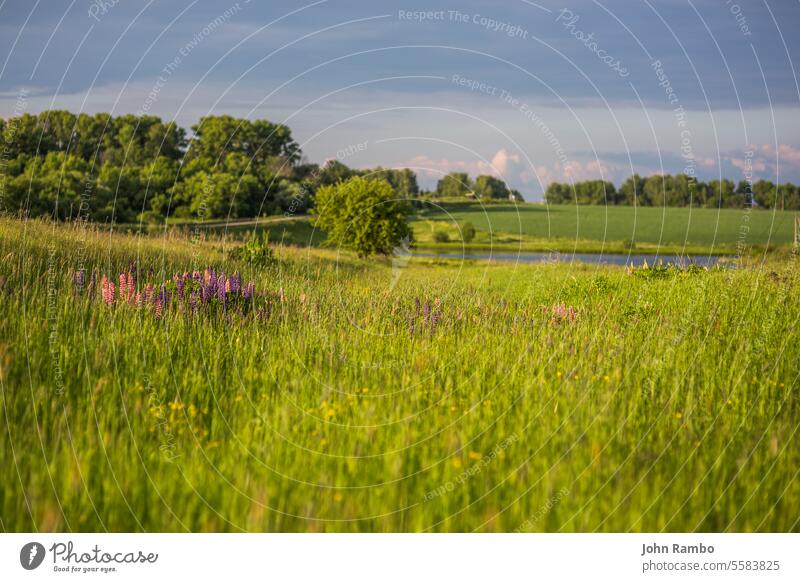 lupine in grass selective focus landscape flower nature summer background outdoor purple green blue spring blossom wild floral lupinus field plant meadow travel