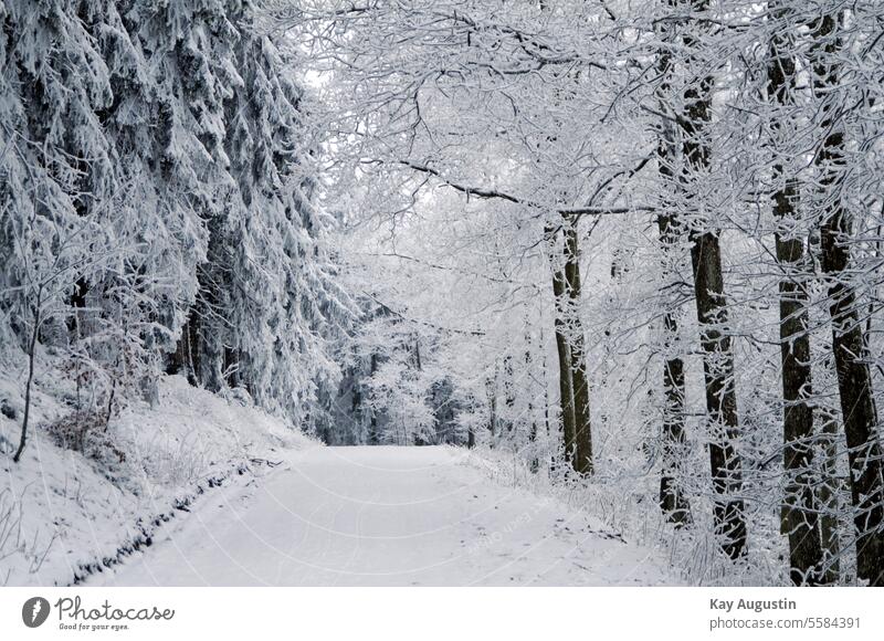 Wintery Eifel Nature Fog Colour photo Exterior shot Landscape High Eight Adenau firs Snow winter chill Winter mood Winter's day Cold Frost Weather Climate