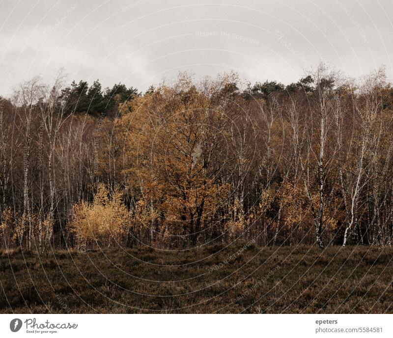 Birches and conifers in a moor in the fall Birch tree Betula Autumn Autumnal Autumn leaves autumn leaves Delicate Autumnal colours Nature Leaf Yellow Tree