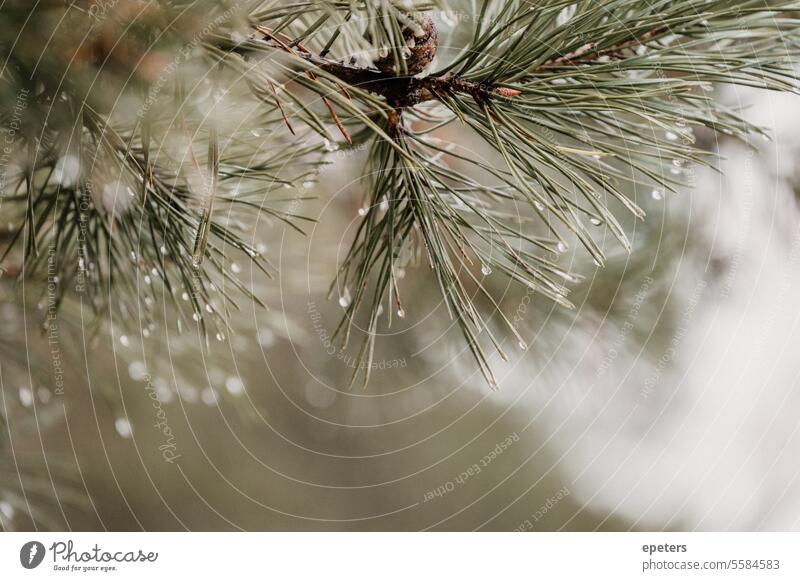 Autumnal close-up of fir branches with water dripping from them Weather Wet autumn weather Autumn motif warm winter Exterior shot Bad weather Rain raindrops