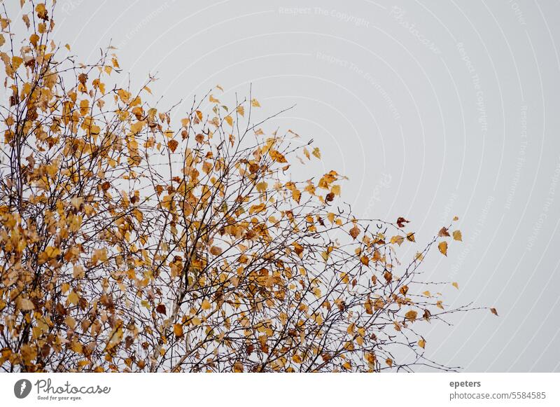 Birch branches against a gray sky in a moor in autumn Birch tree Betula Autumn Autumnal Autumn leaves autumn leaves Delicate Autumnal colours Nature Leaf Yellow