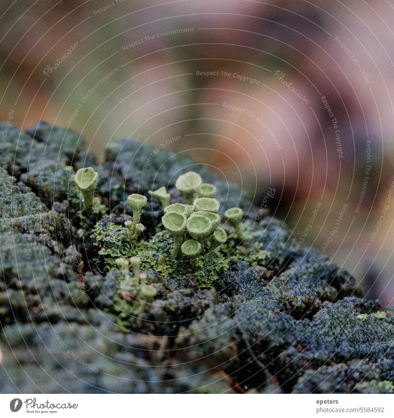 Cladoniaceae lichen fungus on a wood stump in a bog Lichen Mushroom mushrooms stump of wood Green Moss Autumn Nature Plant Environment Forest Close-up naturally