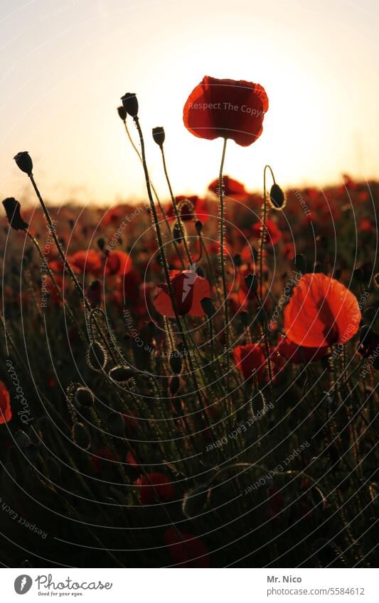 Happy poppy day ! Summery spring meadow Intensive Environment poppy flower cornflowers Flower meadow luminescent Corn poppy wild flowers Plant Agricultural crop