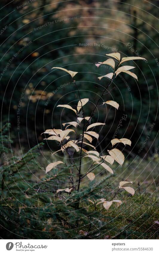 Small tree in a coniferous forest Tree little trees small tree youthful Delicate Autumn Forest Individual Nature Plant Environment Fragile