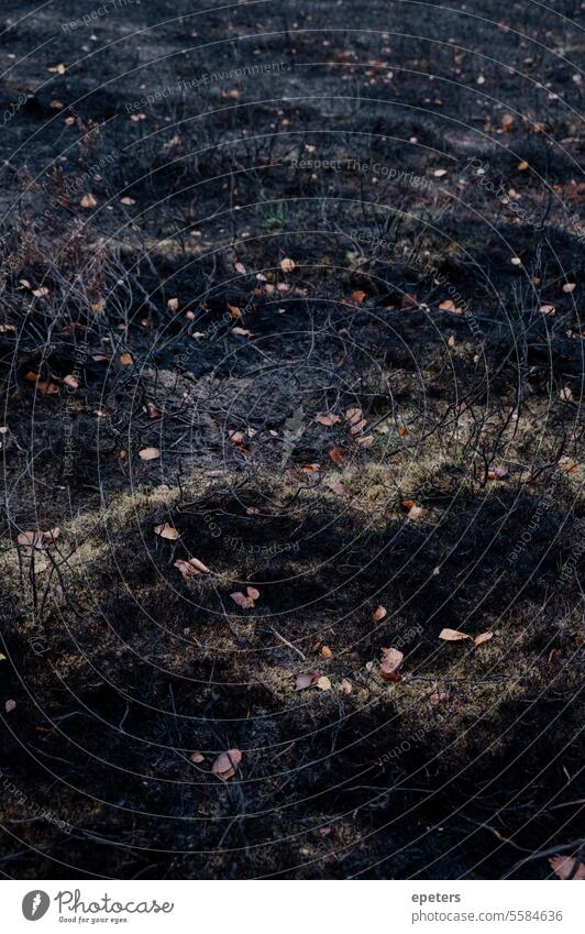 Scorched earth in a heath landscape exiled Earth burnt earth sad Growth charred Black Nature Heathland Autumn Autumnal Autumn leaves Vertical out Environment