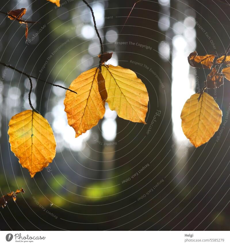 Autumn in the forest foliage Autumn leaves Foliage colouring Nature Forest Twig Beech leaf Tree Sunlight Back-light Illuminate Autumnal Leaf Autumnal colours