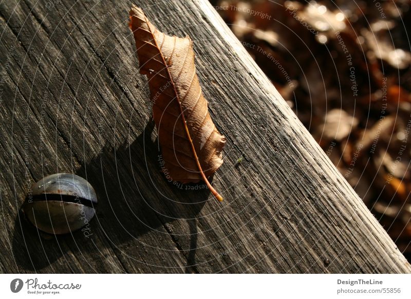 Screw - Blade ( -Laus ) Leaf Autumn Wood Arrangement Old Wooden bench Drops of water Dry Greenfly Small Insect Dirty Covering Blur Macro (Extreme close-up)