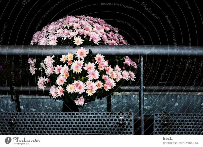 autumn flower Crysanthemum Balcony Autumn Evening Night blossom flash balcony box