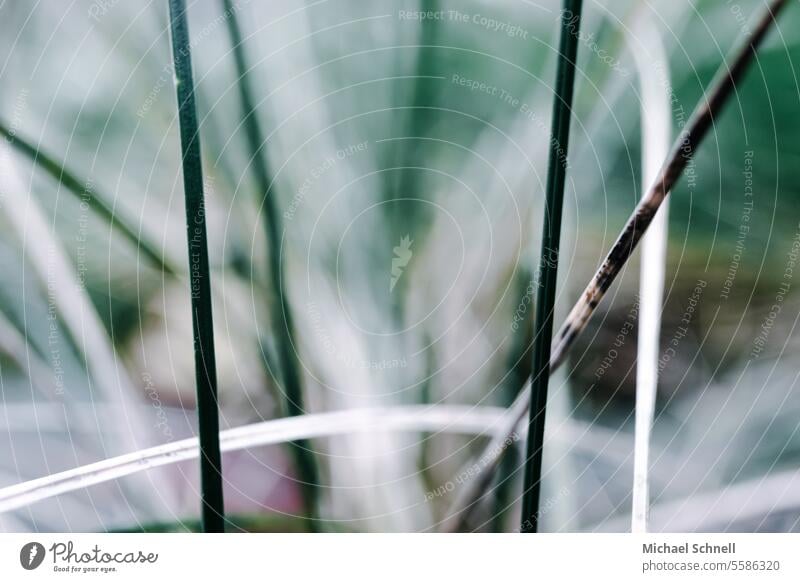 Various blades of grass Grass Green Nature Meadow Summer Plant Environment naturally Wild plant Shallow depth of field grasses pretty blurriness