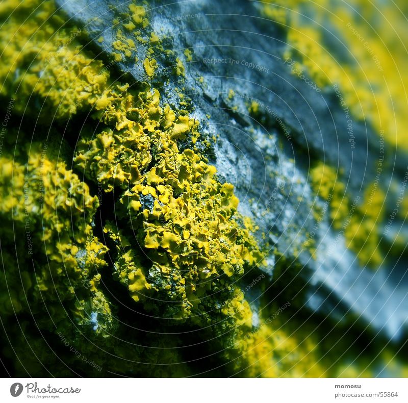 towards the tree Tree Tree bark Freeloader Lichen Tree trunk Macro (Extreme close-up) Detail Nature