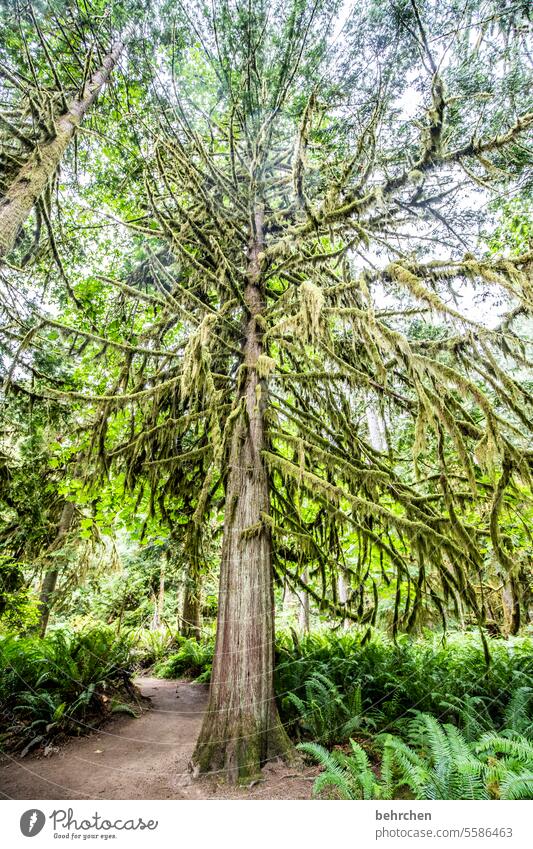 tree stories Environment British Columbia Landscape Nature Fantastic North America trees Forest Canada Vancouver Island Green Climate Climate change