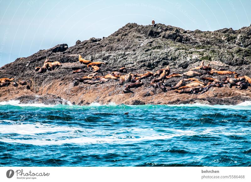 vancouver island Rock coast Sky Wild Water Ocean Impressive especially British Columbia Nature Canada North America Freedom Adventure Colour photo