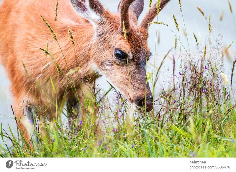 Wild and yet so close Love of animals Impressive Wild animal Wanderlust Deserted Fantastic especially Exterior shot Nature Colour photo North America Landscape