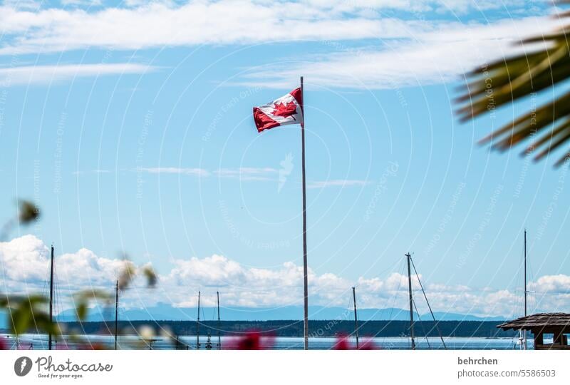 canadaliebe windy Blow canadian flag Canadian canoe Red Maple leaf Maple tree Flag national consciousness Nationality Ensign Sky Wanderlust North America Canada