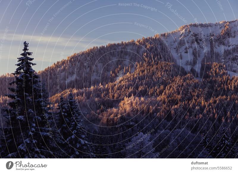 Winter landscape with wooded mountains at sunrise Forest Sunrise Nature Mountain Landscape Sky Snow Peak Alps Cold Deserted Beautiful weather Environment Frost