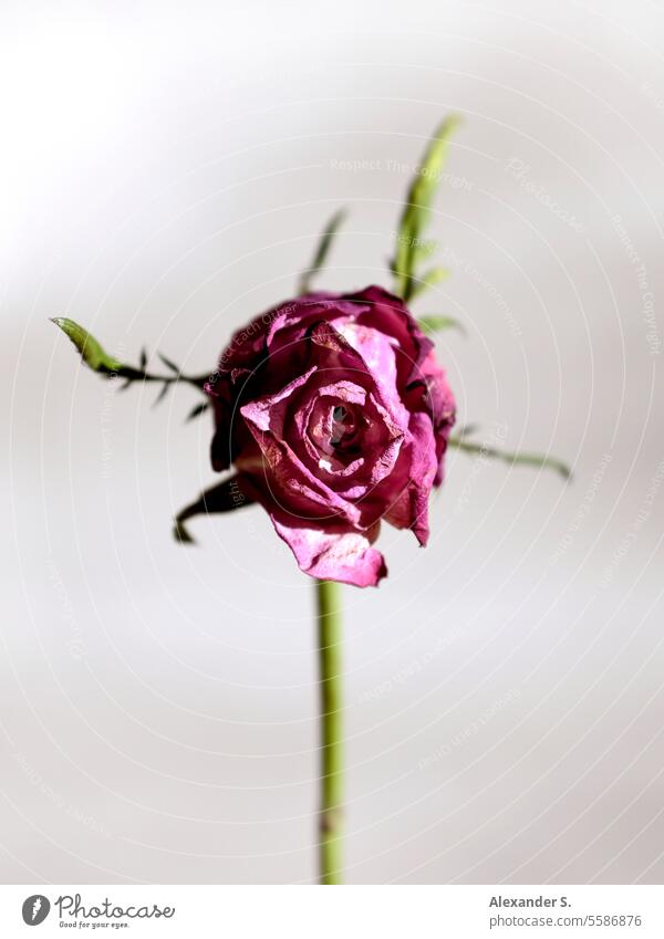 Withering pink rose blossom in front of a white wall Rose blossom Flower Blossom Close-up Pink Shallow depth of field Romance wither wilted flower Transience