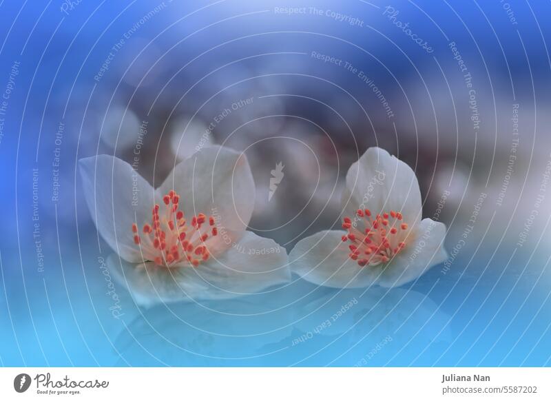 Beautiful Macro Photo.Jasmine Flowers.Border Art Design. Close up Photography.Conceptual Abstract Image.Blue Background.Fantasy Art.Creative Wallpaper.Beautiful Nature Background.Spring White Flower.Copy Space.Wedding Invitation.Aroma,perfume.