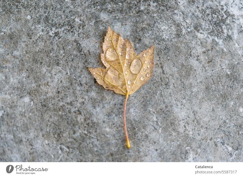 Raindrops on a maple leaf in fall flora Nature Season Autumn Change Plant Leaf Maple tree Tree Limp Yellow Gray Drop Wet Day daylight Maple leaf Transience