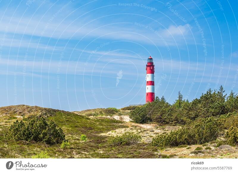 Lighthouse in Wittdün on the island Amrum duene Wittdun Schleswig-Holstein Island coast Marram grass dunes Landmark Tourist Attraction Navigation mark Beacon