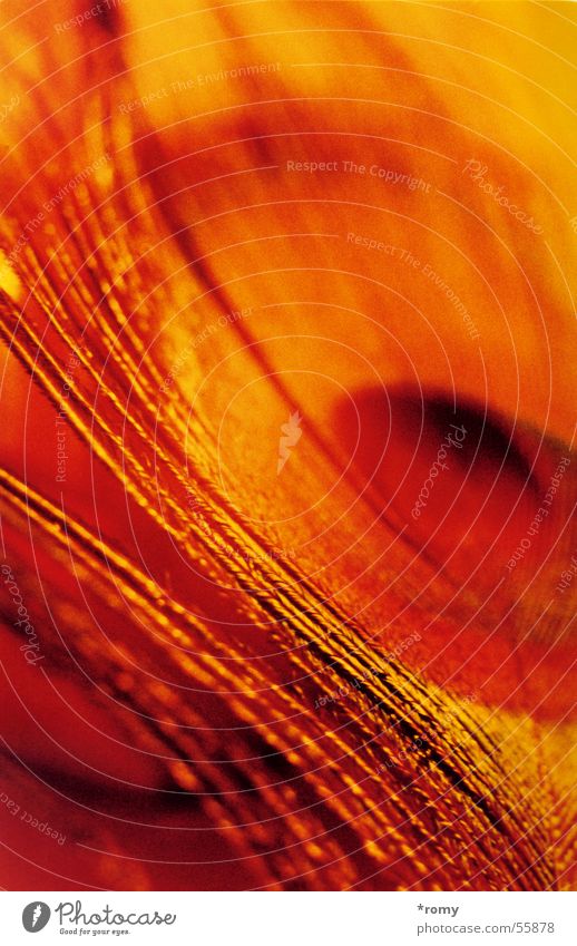 peacock butterfly Red Yellow Detail Orange Feather Close Macro (Extreme close-up) Peacock feather