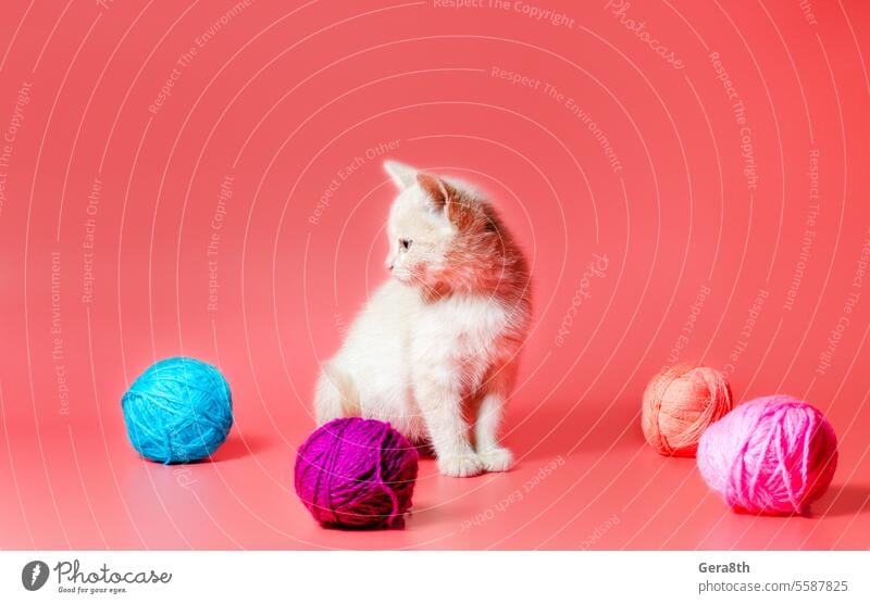 kitten with multi-colored balls of woolen threads on a pink background adopt adopt a cat adopt a kitten adopted adoption bright clew clue colorful feline fiber