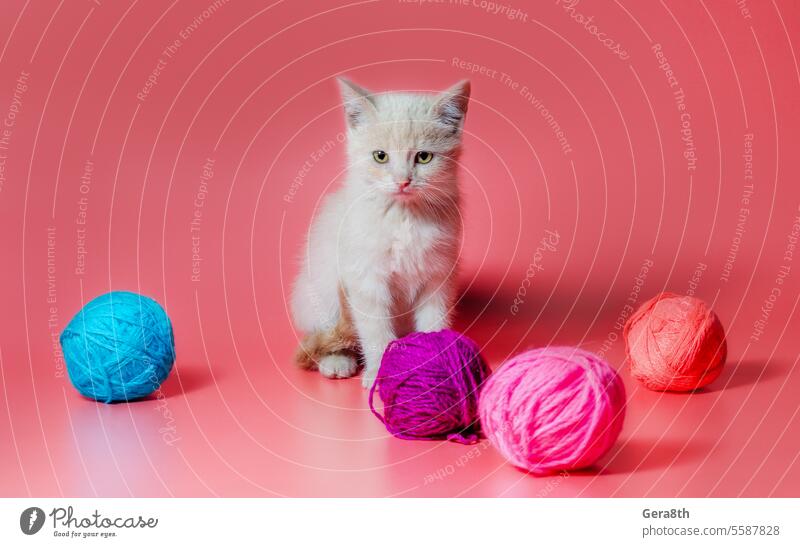 kitten with multi-colored balls of woolen threads on a pink background adopt adopt a cat adopt a kitten adopted adoption bright clew clue colorful feline fiber