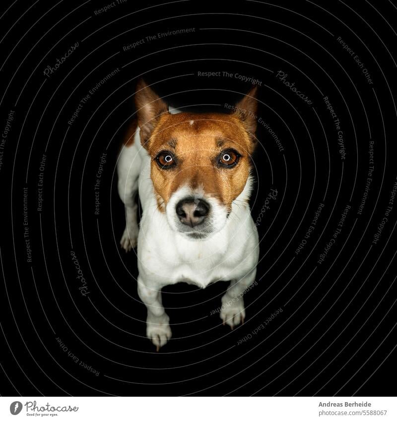 Portrait of a cute young Jack Russell Terrier with a ring light dog nose close up jack russell domestic pet animal nostrils space white doggy closeup background