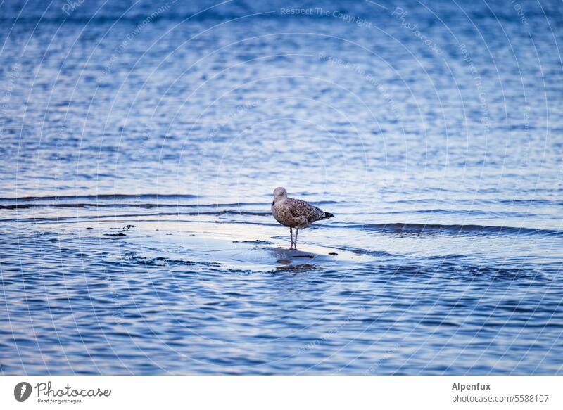 Branch manager of the Sandbank Seagull Ocean North Sea Water Beach coast Bird Exterior shot Animal Baltic Sea Colour photo Vacation & Travel Beak Environment