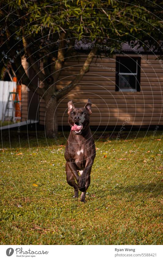 Black Pitbull dog skipping towards camera joyfully. pitbull animal black mammal grass farm nature pet foal stallion running brown animals domestic equine field