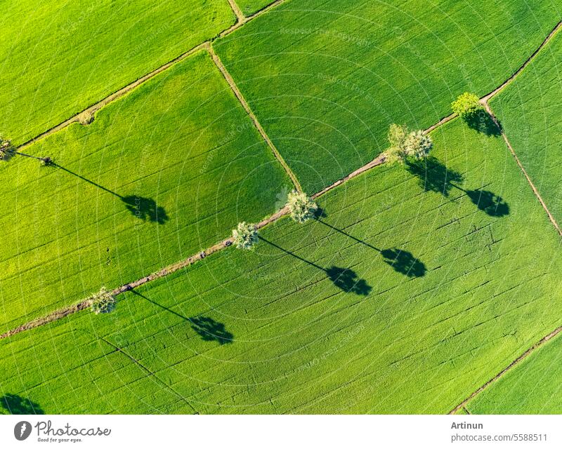 Aerial view of green rice field with trees in Thailand. Above view of agricultural field. Rice plants. Natural pattern of green rice farm. Beauty in nature. Sustainable agriculture. Carbon neutrality.