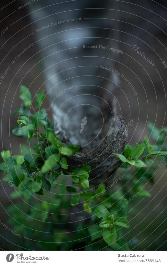 Small branches sprout from the stem of a bush. Branches & twigs Nature Plant Exterior shot Twigs and branches Tree Environment Forest Colour photo naturally Day