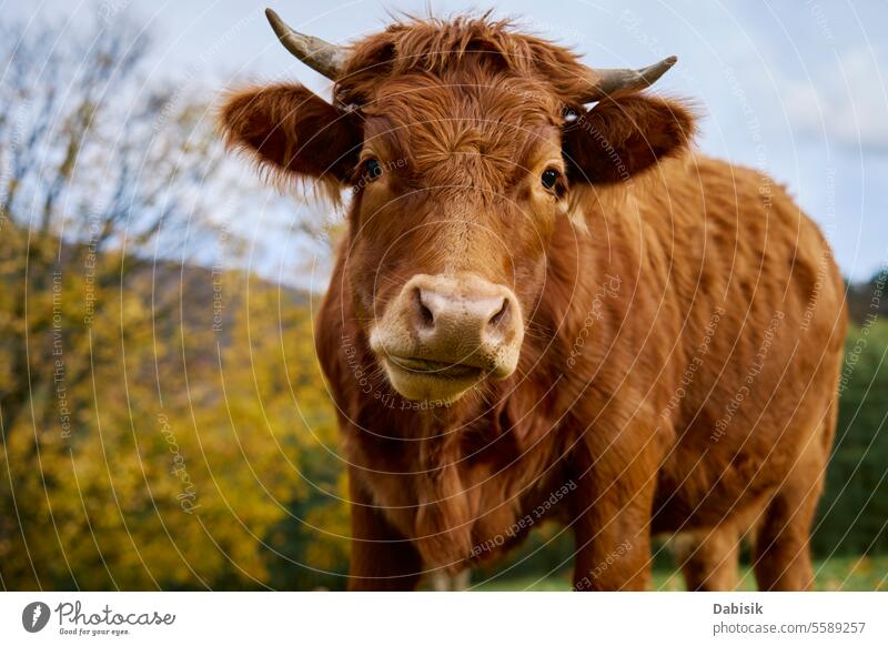 Brown cow grazing on field with green grass nature jersey brown milk animal herd breeding landscape farm environment mammal meadow pasture grassland cattle