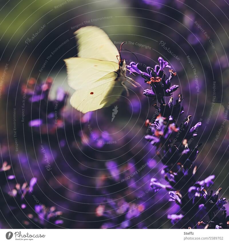 Lemon butterfly lands on a lavender flower Brimestone Butterfly gossamer Lavender Easy Ease Existence flapping lavender blossom spread wings Summer idyll