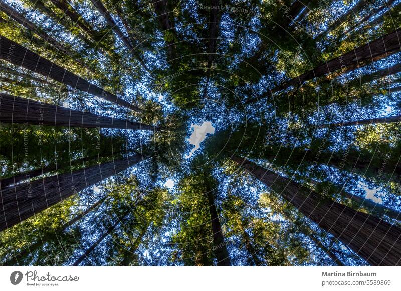 Tree tops of giant  sequoia tree sequoia trees sequoia national park california redwood tree tops wooden log trunk old large landscape material environment