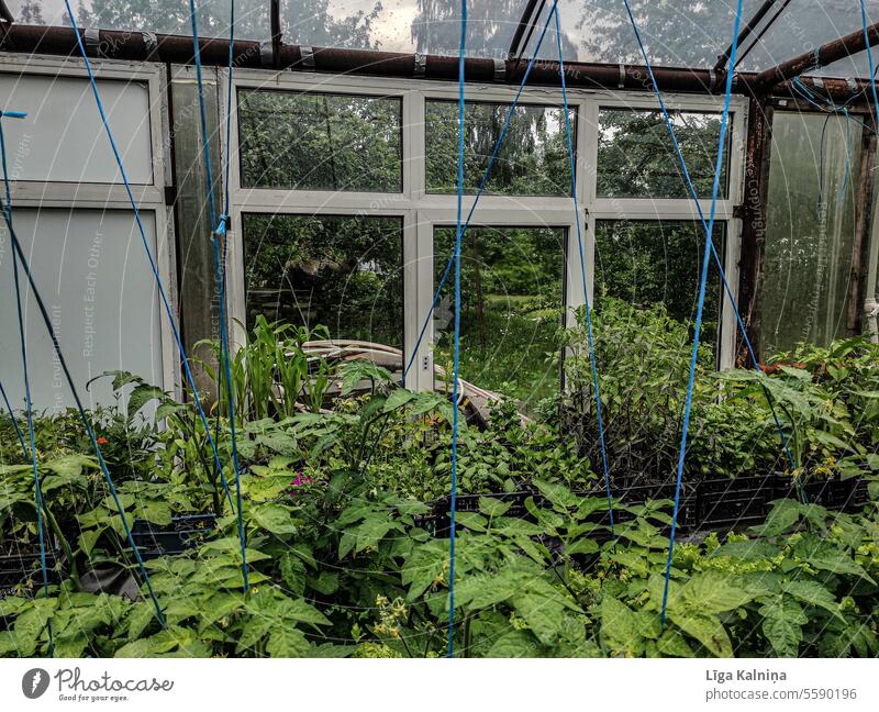 Greenhouse Market garden Plant Exterior shot Deserted Colour photo Glass Light Pane Day Garden Window pane Transparent do gardening tomato plant tomatoes