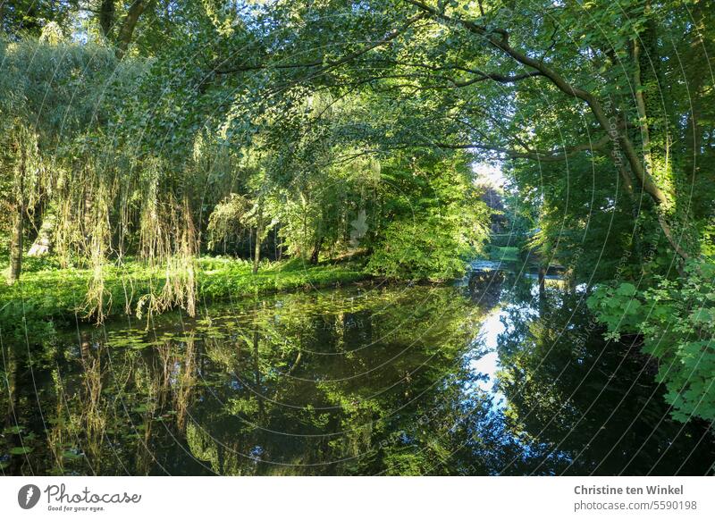 green idyll Water trees Sunlight Blue Green Reflection sunny enchanted Peaceful Calm idyllically Bushes Nature Environment Beautiful weather Idyll