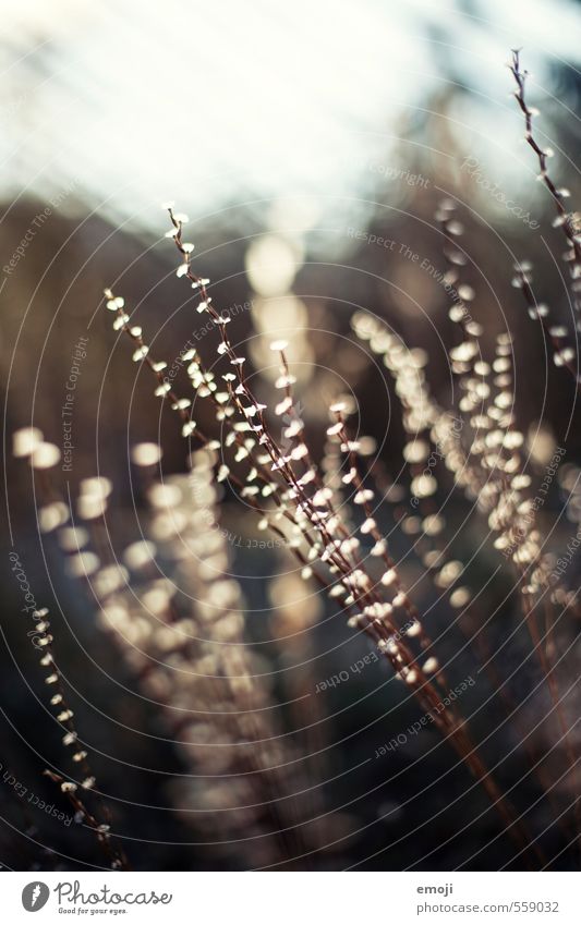 light points Environment Nature Plant Sun Bushes Natural Brown Colour photo Subdued colour Exterior shot Close-up Deserted Day Shallow depth of field