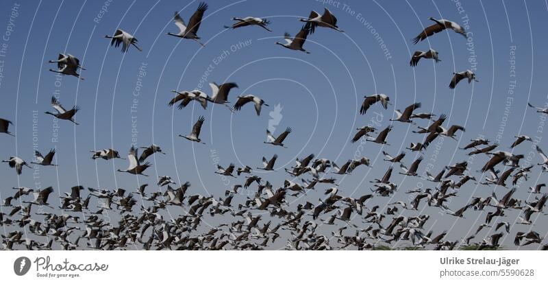 Mass launch of the cranes Cranes birds Bird Migratory birds Flying bird migration Flock of birds Flight of the birds fly away mass start Winter in the south