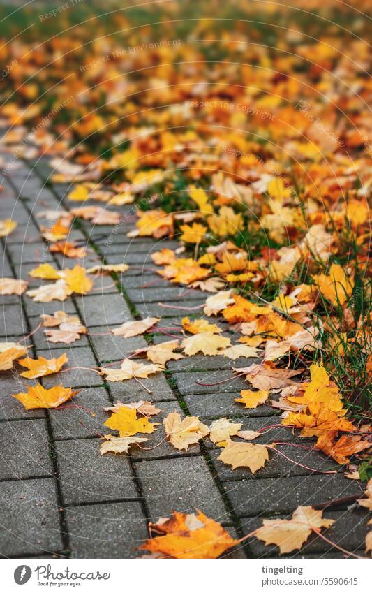 Paved path and lawn with orange foliage Lanes & trails off paved Lawn Park Autumn maple leaves Orange Gold Season Meadow Autumnal background Nature