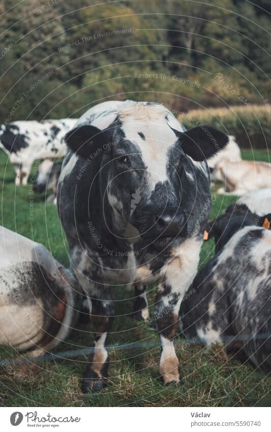 Portrait of a domestic black and white cow grazing in a field in the Flanders region, Belgium animal farming meadow pasture beef cattle belgium grass nature