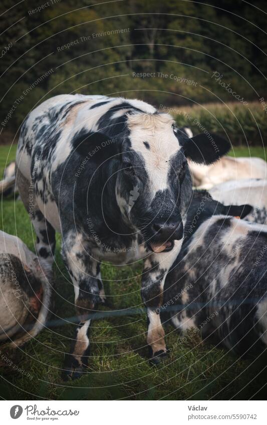 Portrait of a domestic black and white cow grazing in a field in the Flanders region, Belgium animal farming meadow pasture beef cattle belgium grass nature