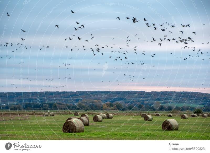 Autumn time | high flyers morning mood Clouds Northern Germany dawn Together in common geese Horizon Morning Sky early awakening Migratory birds departure