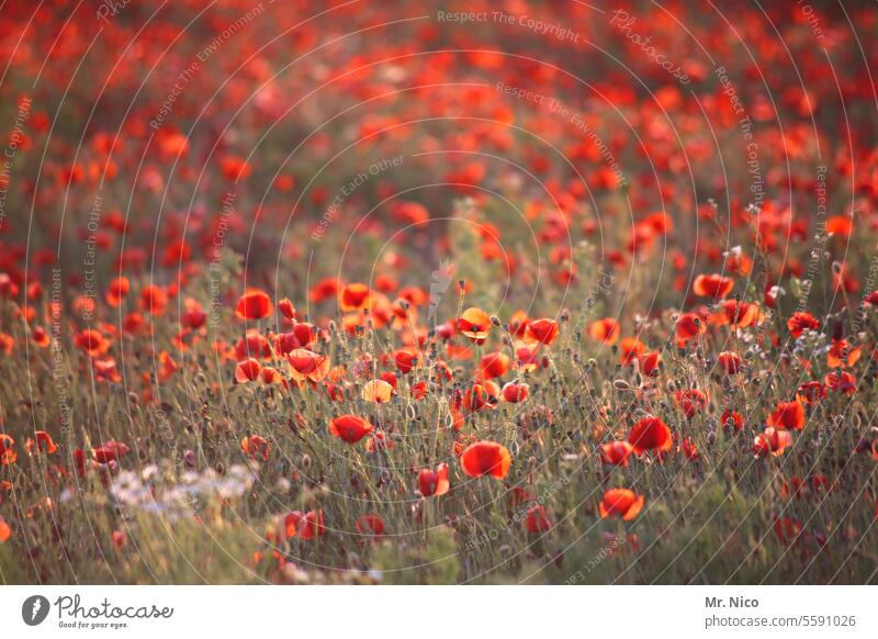 new year , new mo(h)nday cornflowers Corn poppy Agricultural crop Poppy field of gossip poppies Nature Poppy blossom Red Fragrance poppy meadow Idyll Spring