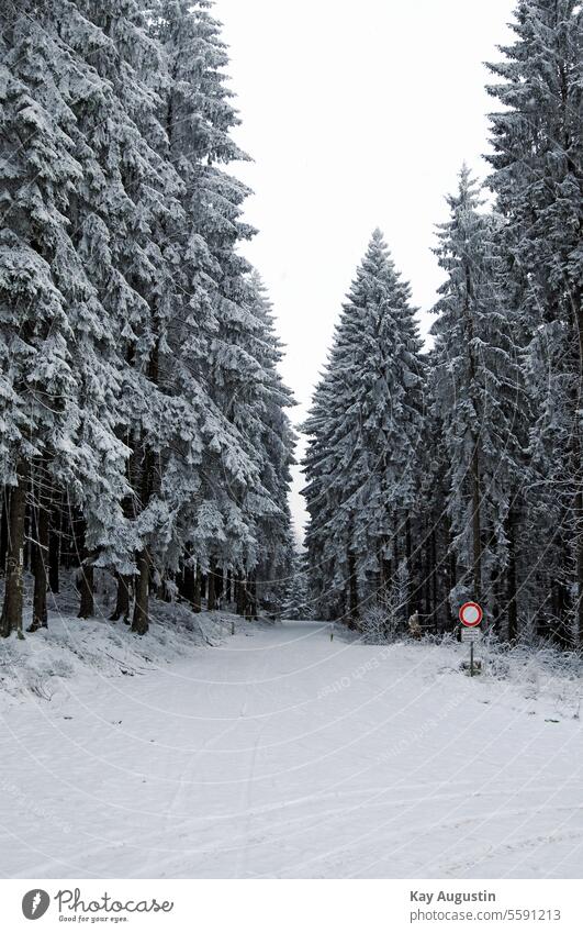 Wintery High Eifel Snowscape Winter mood winter landscape Eifelwald hiking trail chill Nature Forest fir forest snow-covered Snow layer Landscape Winter walk