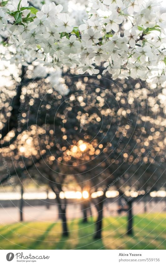 Between the trees of Spring Nature Sunrise Sunset Beautiful weather Tree Grass Blossom Park Town Lanes & trails Blossoming Relaxation Glittering Growth Warmth